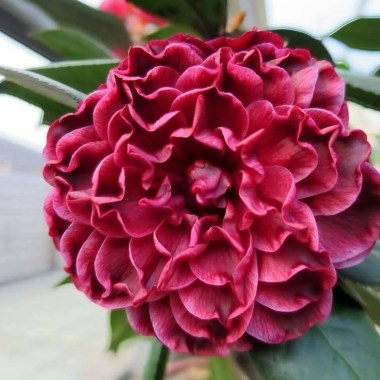 amazing camellia_380x3801